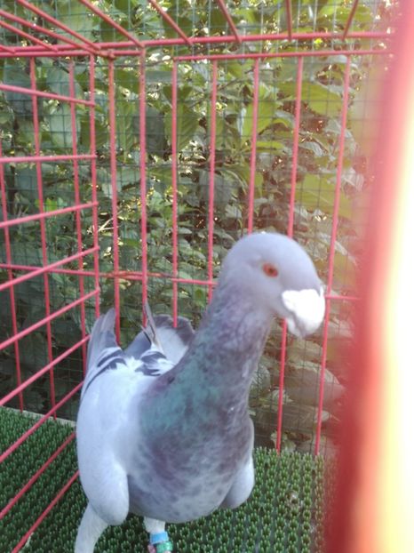  - De vanzare toamna 2020