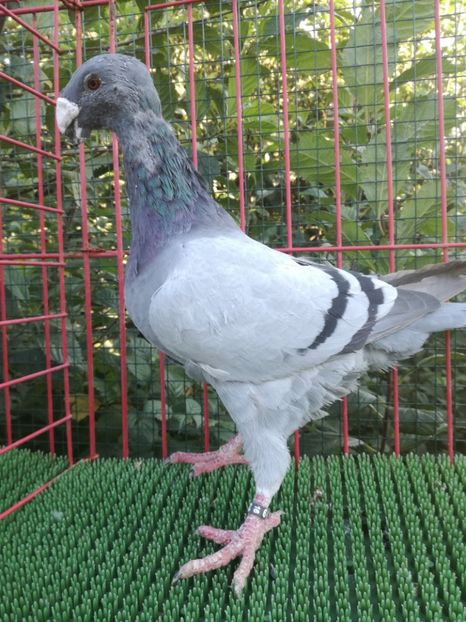  - De vanzare toamna 2020