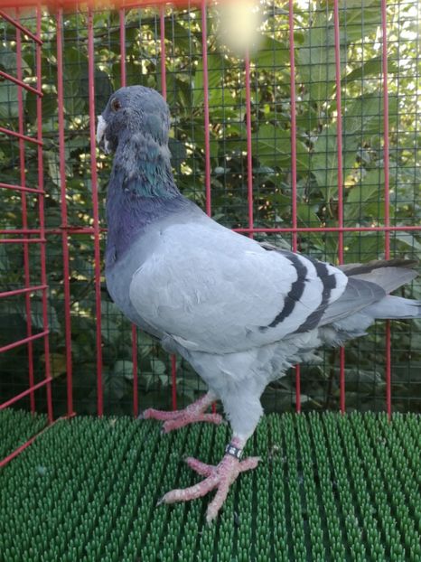  - De vanzare toamna 2020