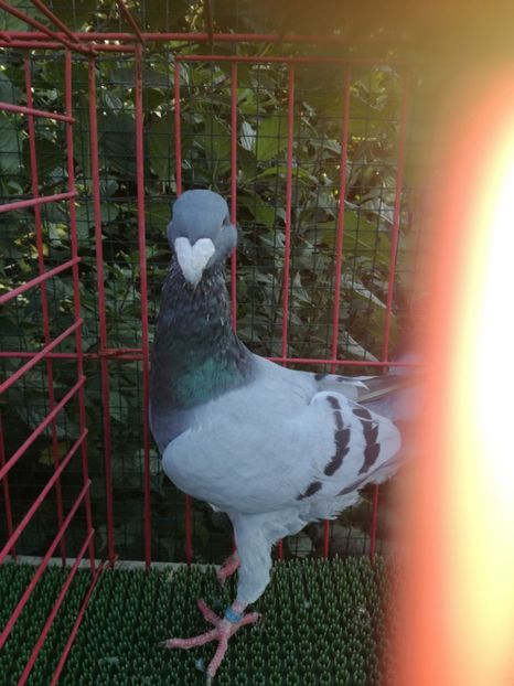  - De vanzare toamna 2020