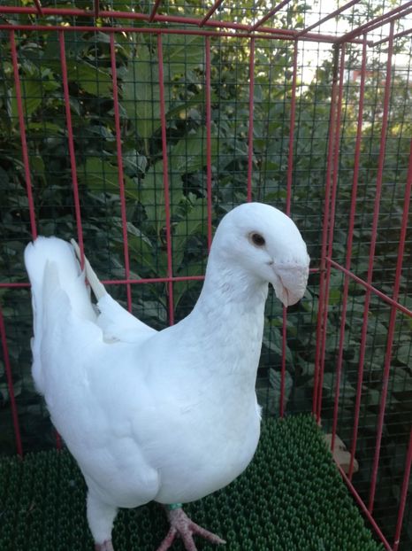  - De vanzare toamna 2020