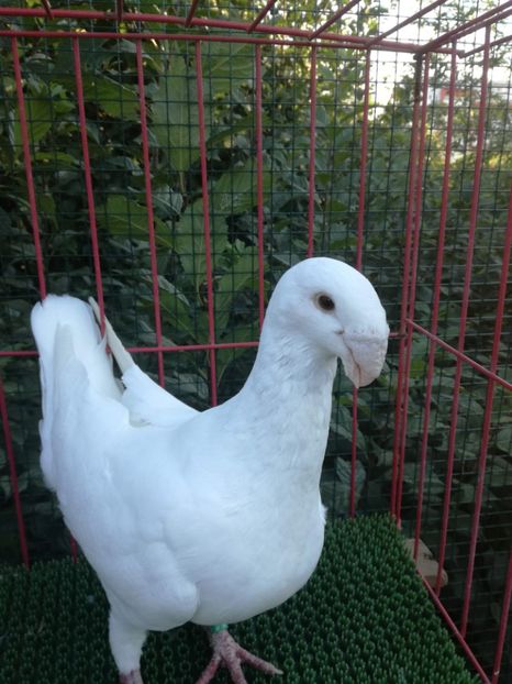  - De vanzare toamna 2020