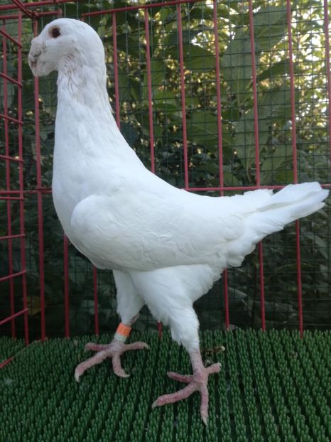  - De vanzare toamna 2020