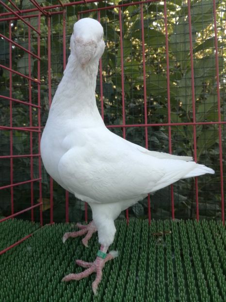 1-0  2019 - De vanzare toamna 2020