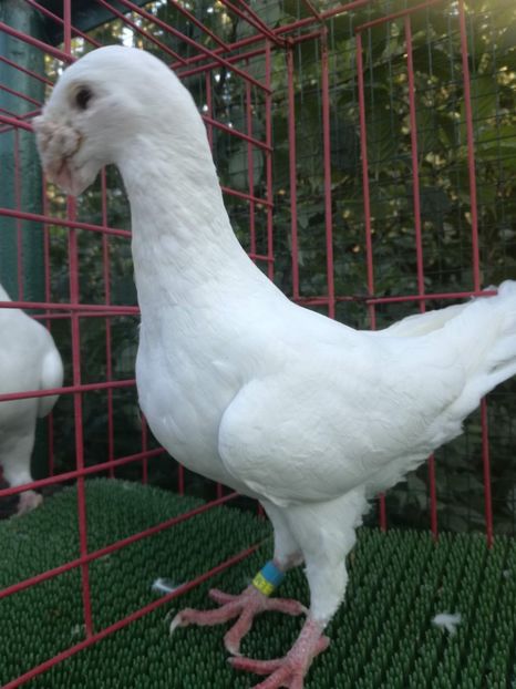 -1-0  2017  D - De vanzare toamna 2020