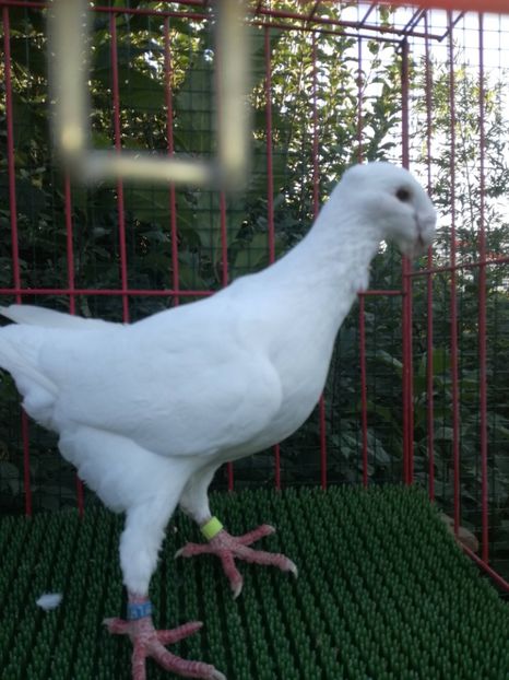  - De vanzare toamna 2020