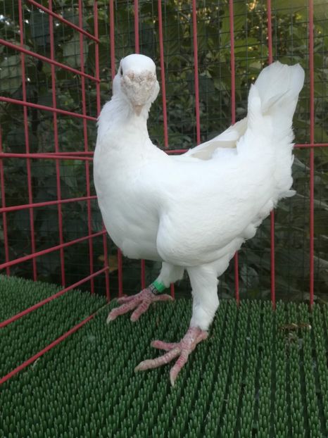 0-1  2016  D - De vanzare toamna 2020