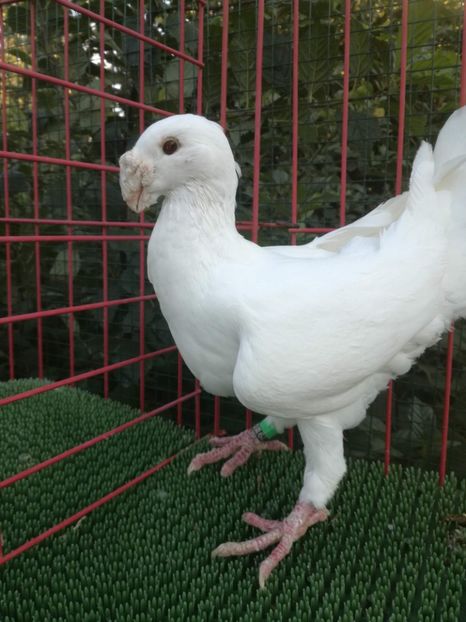  - De vanzare toamna 2020