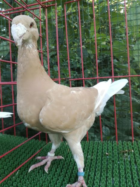 1-0  2019 - De vanzare toamna 2020