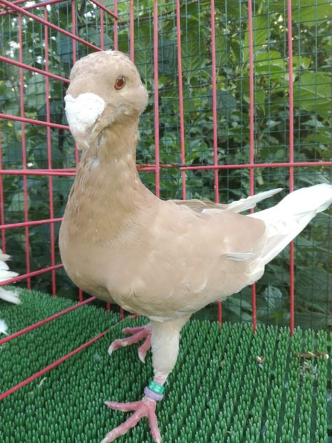  - De vanzare toamna 2020