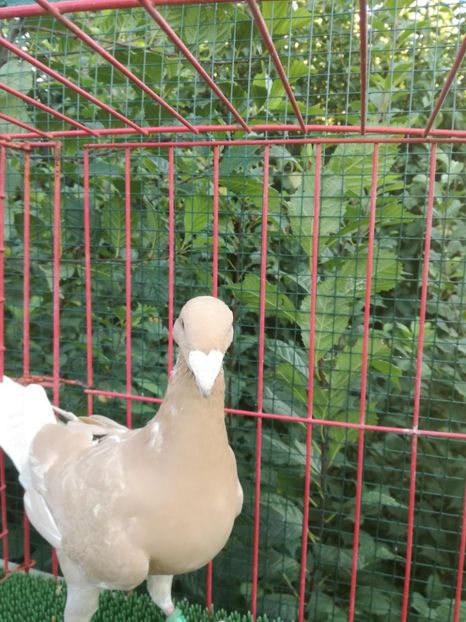 0-1  2018 - De vanzare toamna 2020