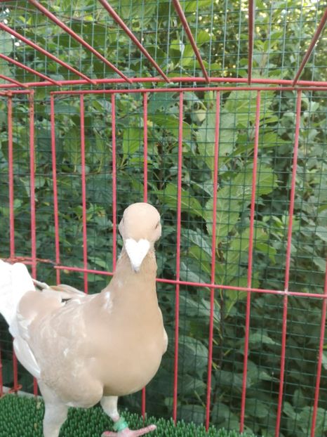  - De vanzare toamna 2020