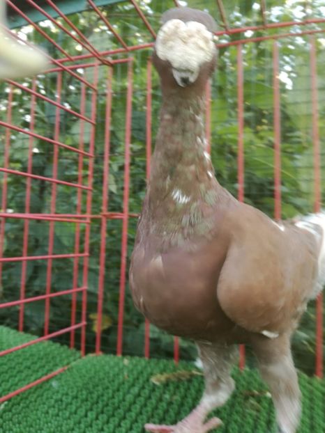 1-0  2016 - De vanzare toamna 2020