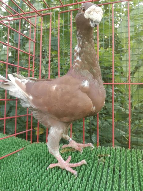  - De vanzare toamna 2020