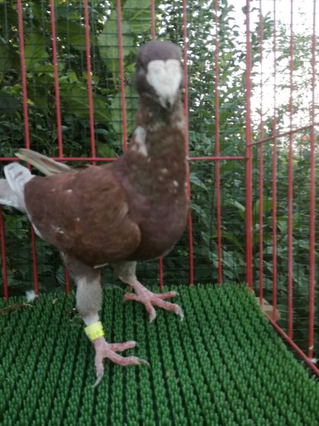  - De vanzare toamna 2020