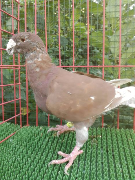 0-1  2017  D - De vanzare toamna 2020