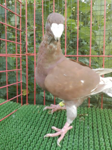  - De vanzare toamna 2020