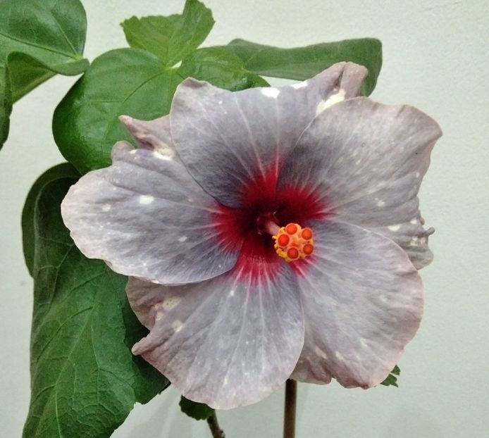 Taiwan Formosa Snow Lantern - Hibiscus Taiwan Formosa Snow Lantern