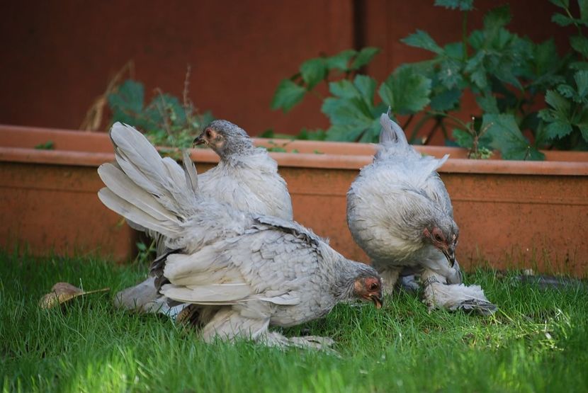 120156247_3303005263080627_6922472979891830408_o - mdf pt 2021