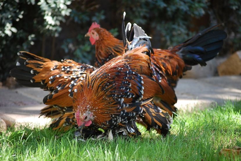 120300466_3303007023080451_606821794948200375_o - mdf pt 2021