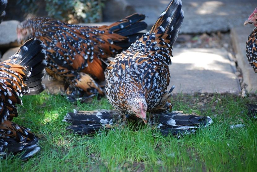 120310654_3303006453080508_6669670105934948727_o - mdf pt 2021