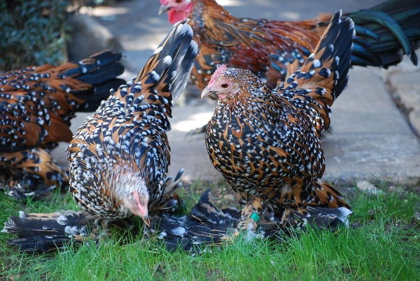 120320418_3303006519747168_4102719319715391804_o - mdf pt 2021