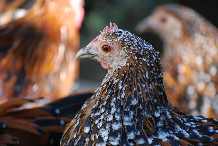 120340586_3303006869747133_4129749518199807566_o - mdf pt 2021