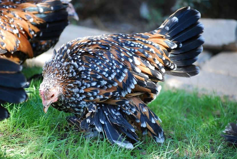 120366944_3303006576413829_6886981278128257655_o - mdf pt 2021