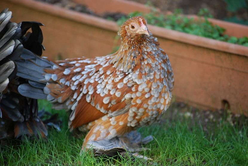 120314251_3303004366414050_175465691388659956_o - mdf pt 2021