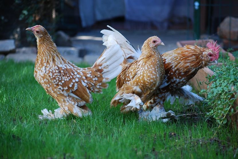 120314511_3303002866414200_2690969218406613311_o - mdf pt 2021