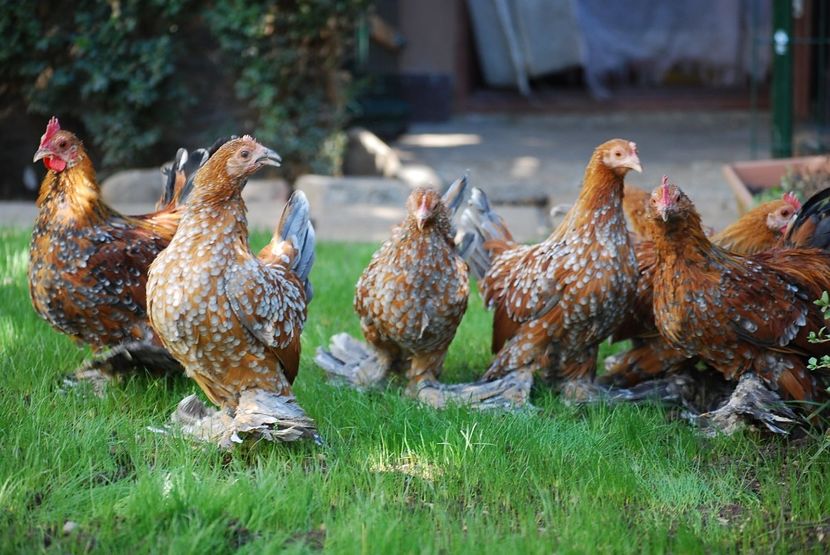 120314511_3303003936414093_8674482346678084907_o - mdf pt 2021