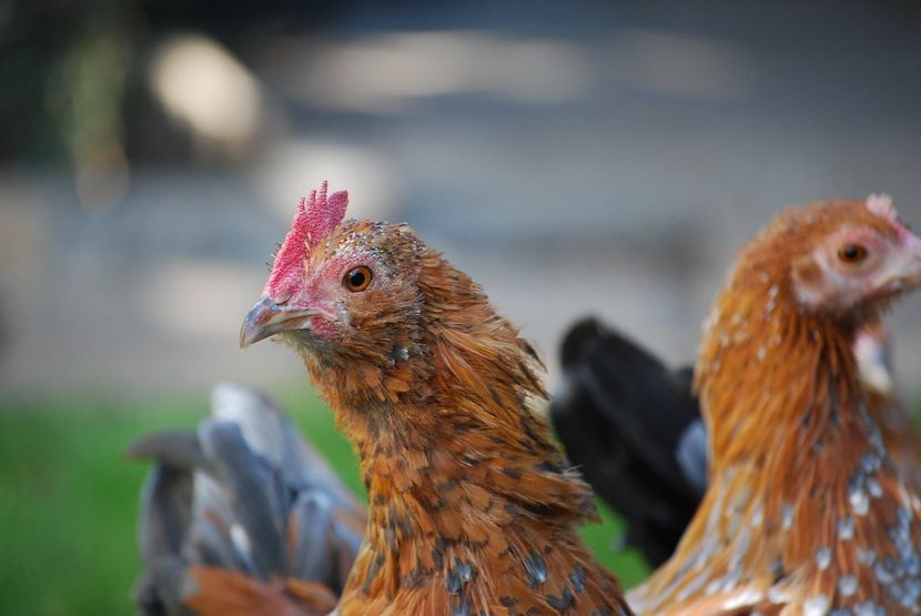 120315475_3303004139747406_929038305687200555_o - mdf pt 2021