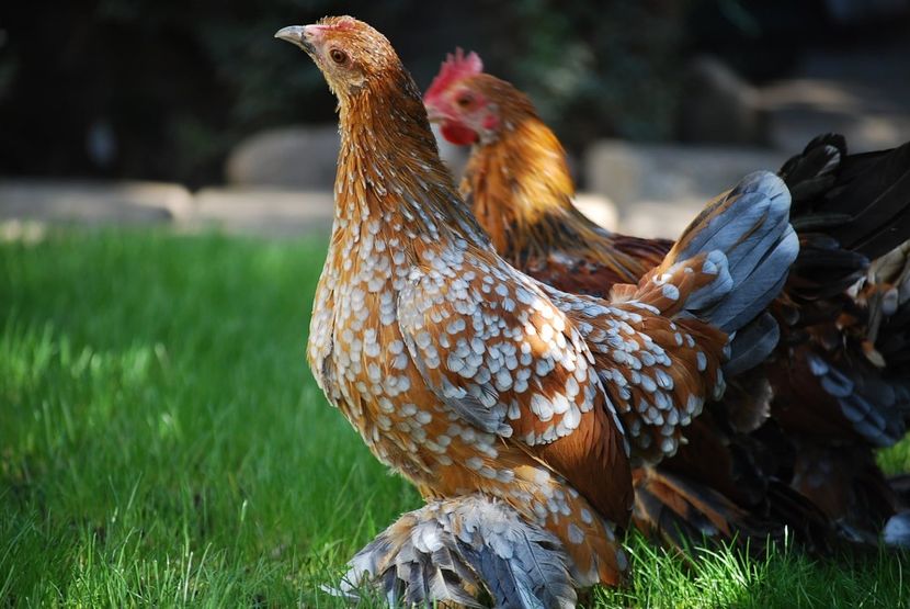 120322486_3303003726414114_8636938235760106371_o - mdf pt 2021