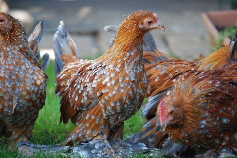 120325341_3303004023080751_5683769454610946799_o - mdf pt 2021