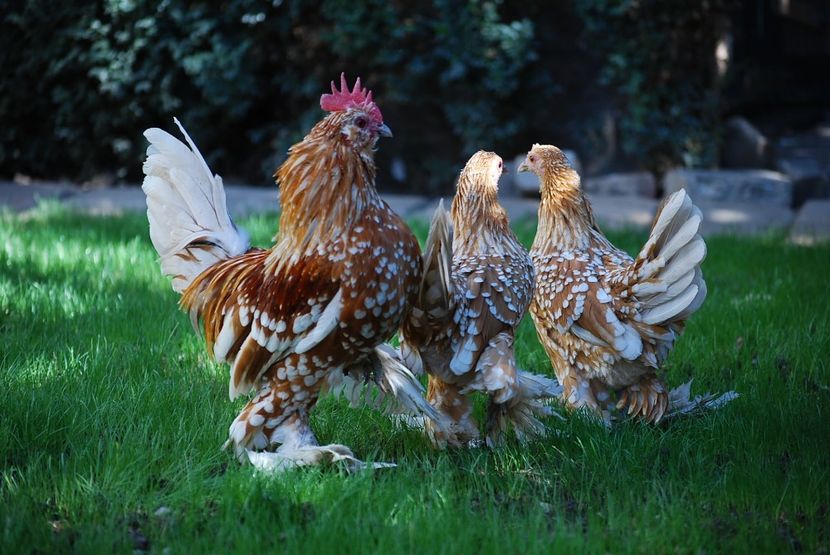 120329975_3303002673080886_8628648701088408887_o - mdf pt 2021