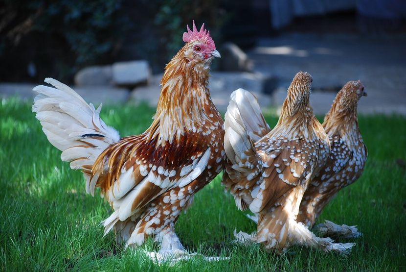 120352949_3303002669747553_4704981385188269048_o - mdf pt 2021