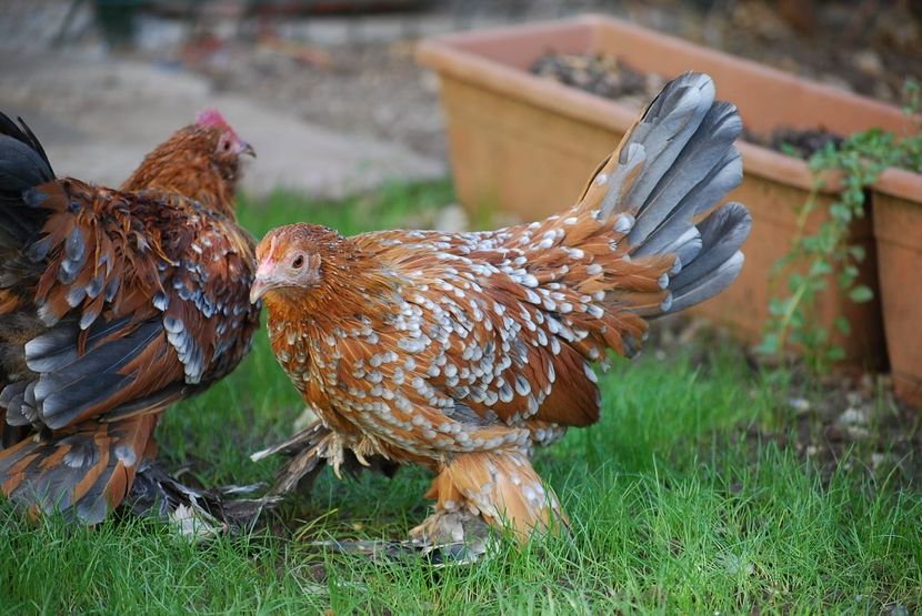 120363225_3303004459747374_7470391715102980989_o - mdf pt 2021