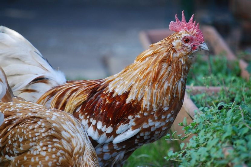 120368496_3303002886414198_2541678880389652904_o - mdf pt 2021