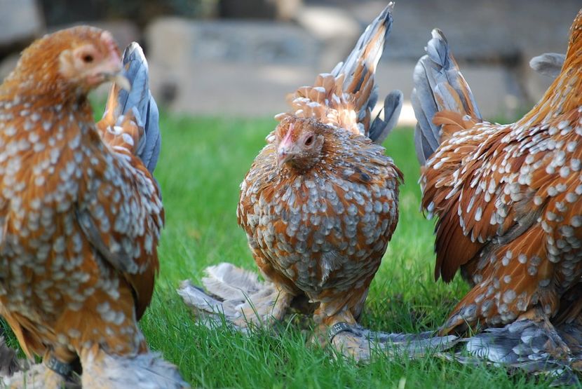 120423637_3303003983080755_2066214283219933396_o - mdf pt 2021