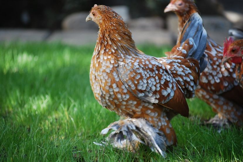 120454336_3303003749747445_1524379715661228966_o - mdf pt 2021