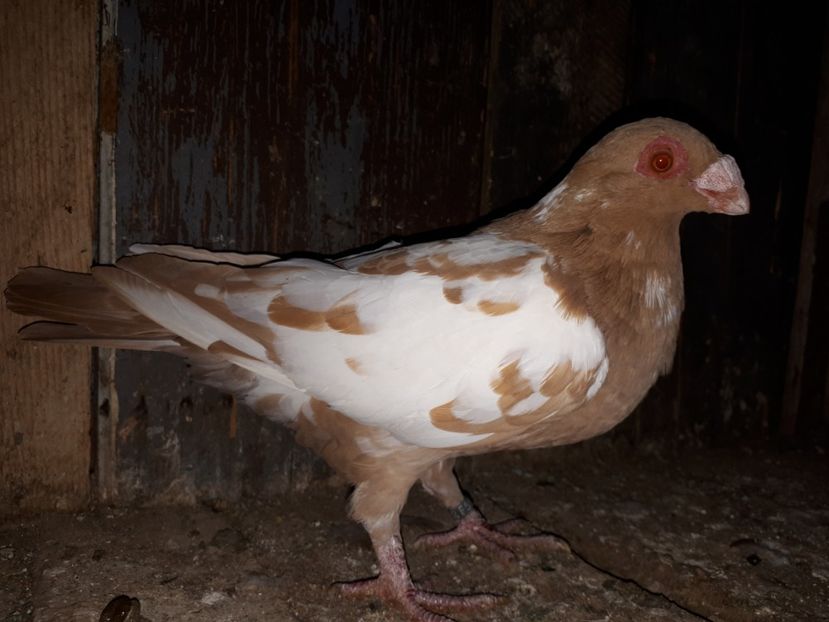 F - J2 _ tineret 2020