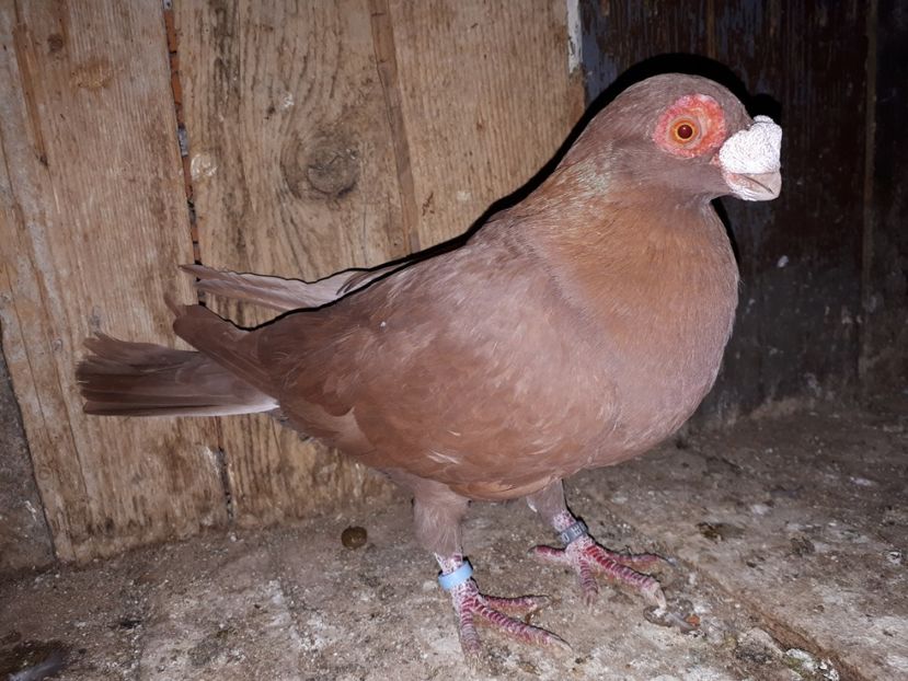 M - J2 _ tineret 2020