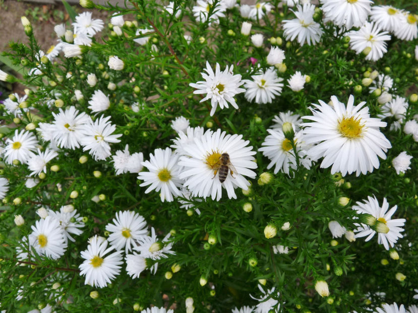  - 2020 - 03 - Toamna