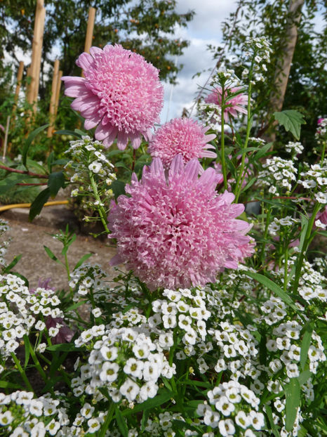  - 2020 - 03 - Toamna