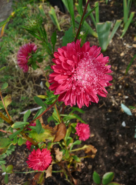  - 2020 - 03 - Toamna