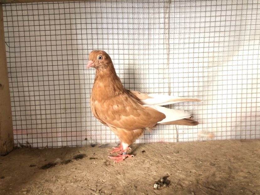 2054/20 - 3-lot zbor 2020