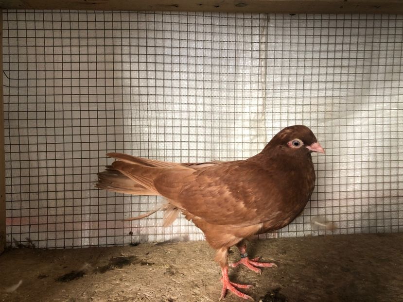 2062/20 - 3-lot zbor 2020