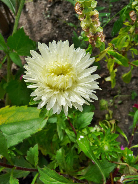  - 2020 - 03 - Toamna