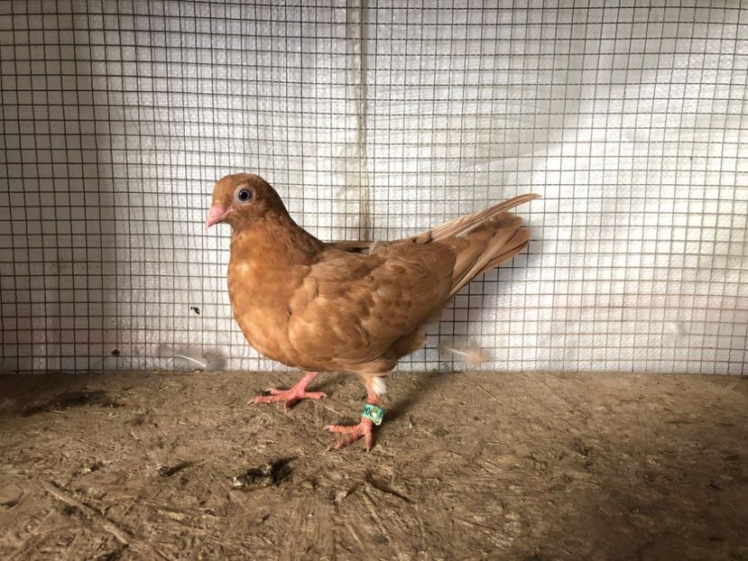 41102/11 - 3-lot zbor 2020