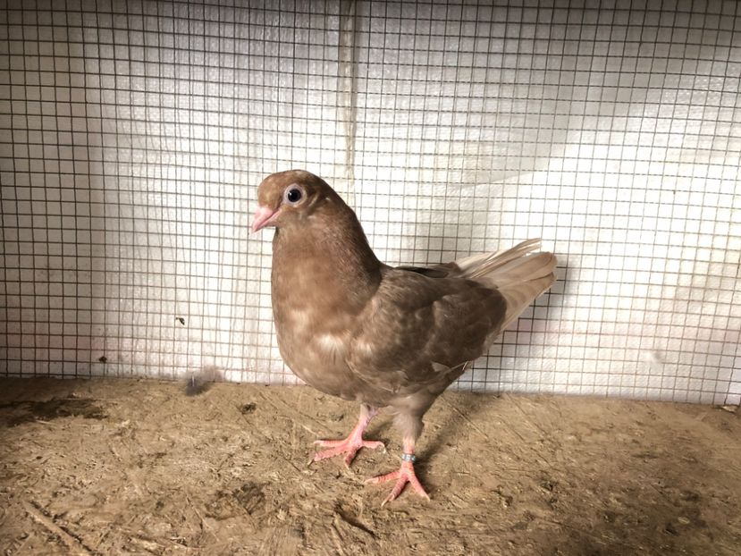 2059/20 - 3-lot zbor 2020